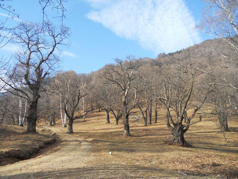 Selve castanili